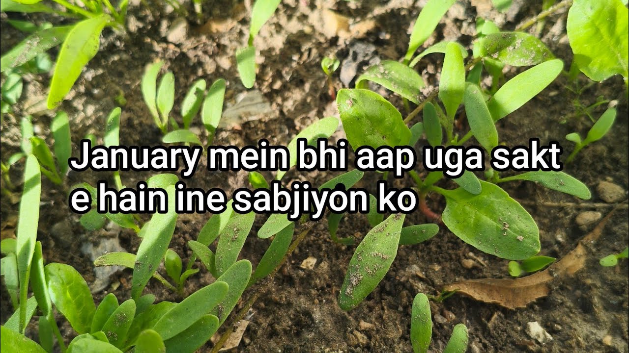 January mein aap uga sakte hain ine Sabjiyon ko#garden#leafy vegetable#M D Terrace Gardening & vlog 