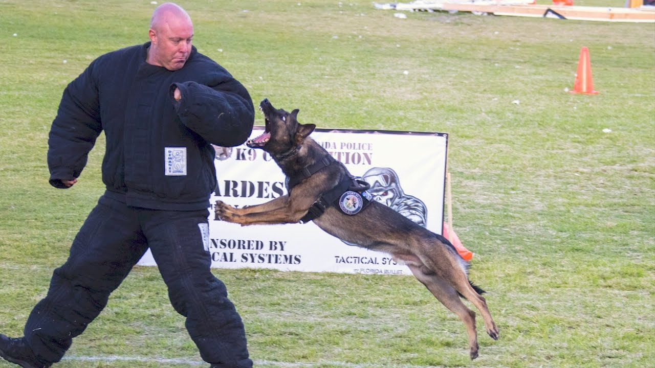 2017 South FL K9 Competition Hard Dog Fast Dog