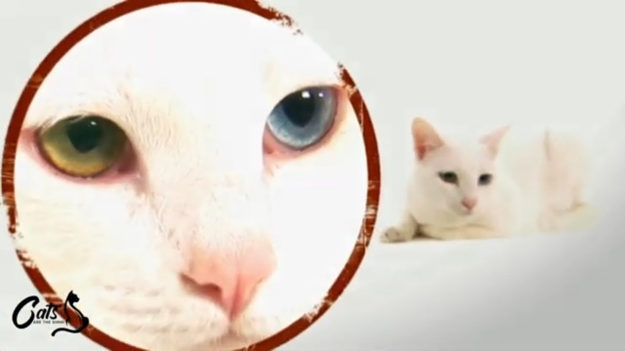 Khao Manee Cats