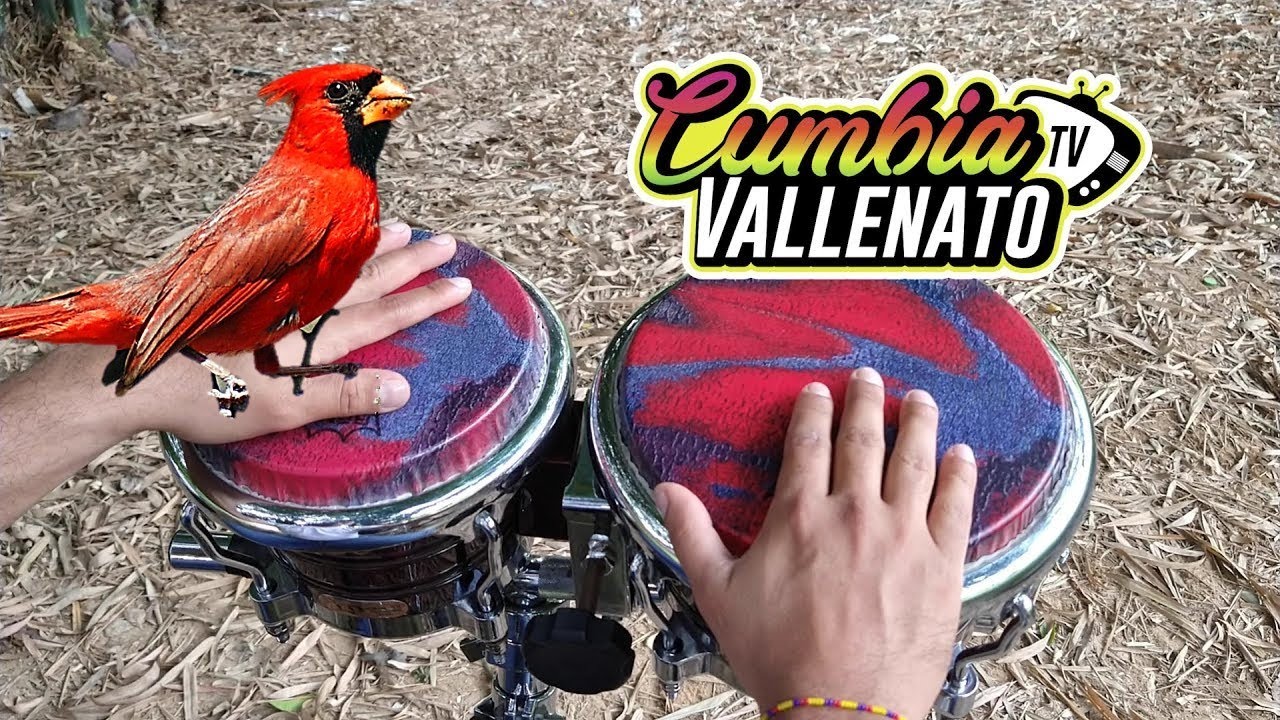 LA DANZA DE LOS MIRLOS - AFROSOUND / Cover ((BONGÓ))
