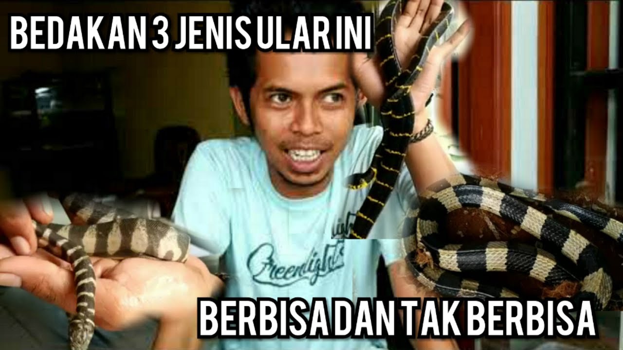 BEDAKAN 3 JENIS ULAR MIRIP INI | BERBISA ATAU TIDAK