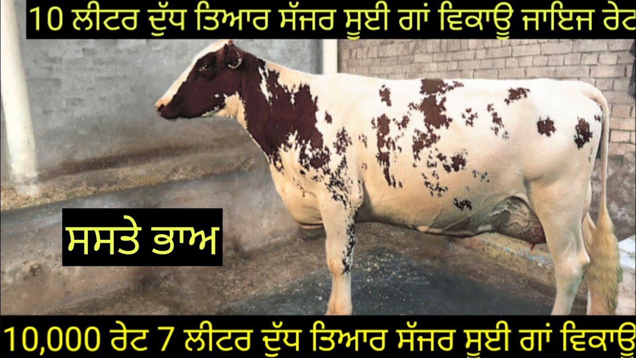 #ਸੱਜਰ ਸੂਈਆ ਗਾਂਵਾਂ ਵਿਕਾਊ ਜਾਇਜ ਰੇਟ two cows for sale #best #qulity #cow #viralvideo #shere 