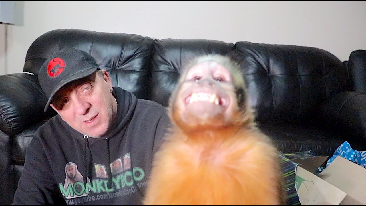 Monkey Happy Chair!