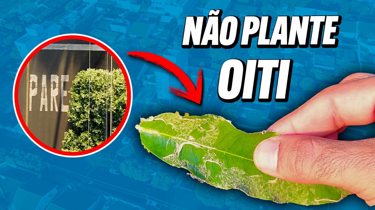 O PROBLEMA da árvore de calçada PERFEITA - Guia da Floresta