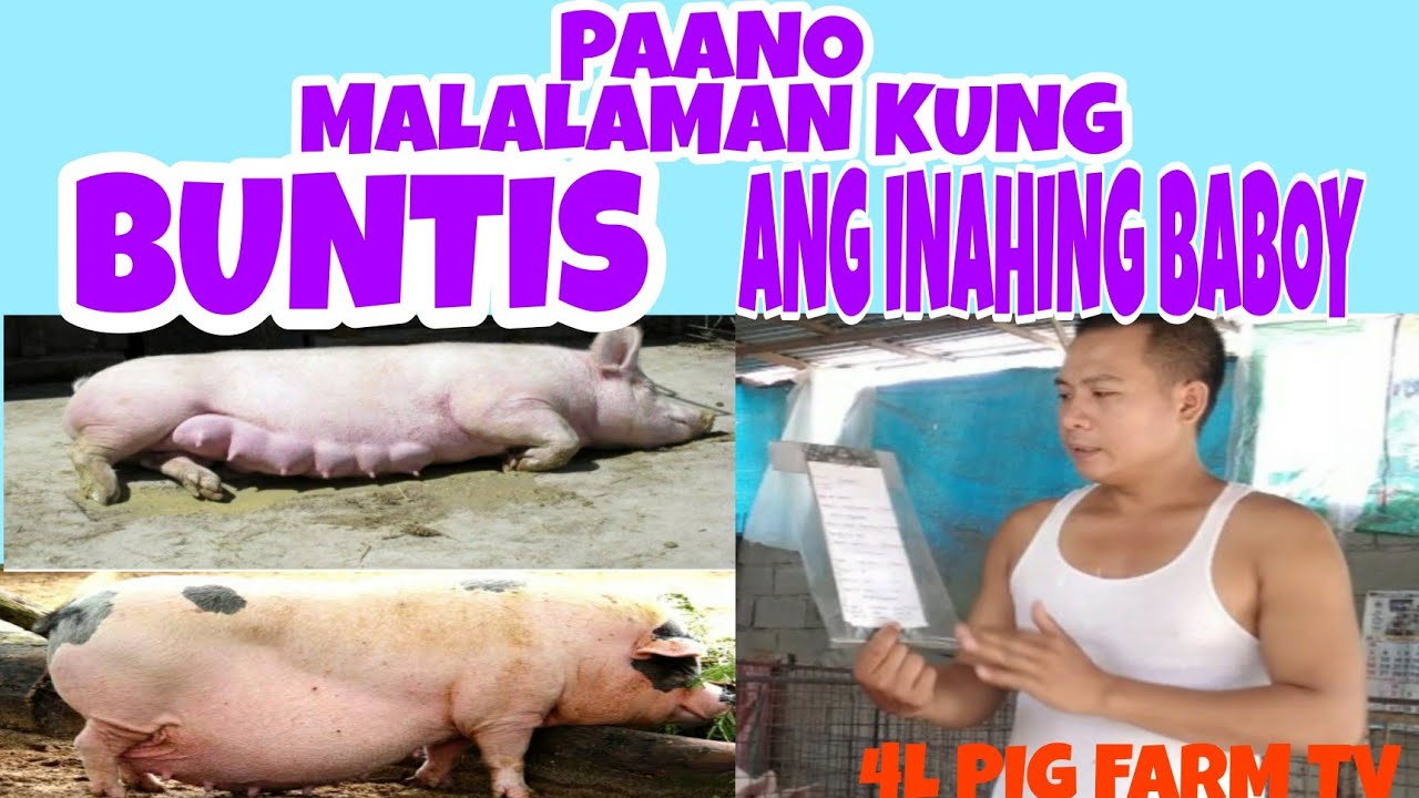 PAANO MALALAMAN NA BUNTIS ANG INAHING BABOY #inahin #farming #exofw