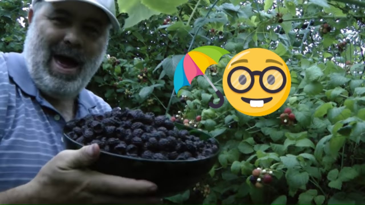 Black Raspberry Bonanza!