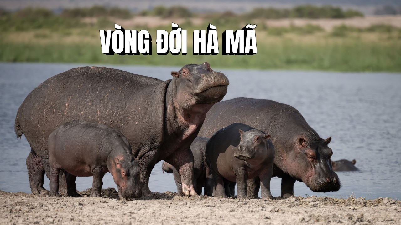 V&ograve;ng Đời H&agrave; M&atilde; | G&atilde; Khổng Lồ Thầm Lặng Của D&ograve;ng S&ocirc;ng Ch&acirc;u Phi