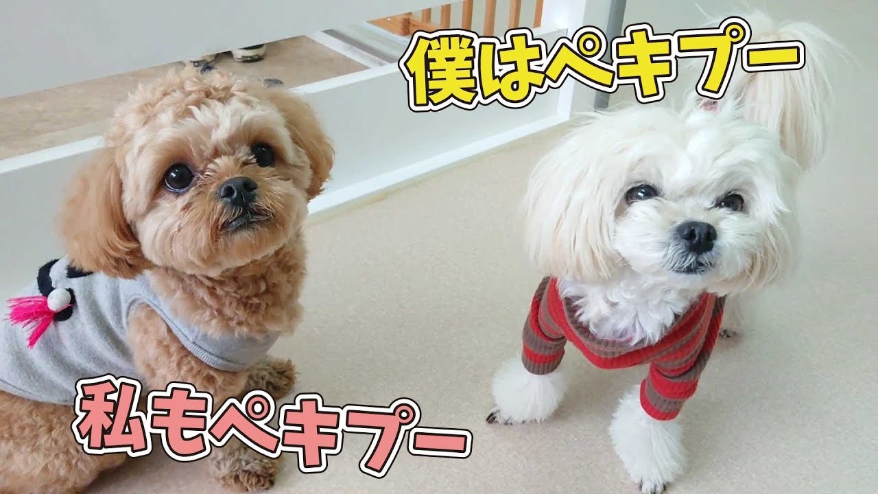 僕はペキプー、私もペキプー 🐶ひみつきちなう！①🐶  (チワワ ミニチュアダックス) 2020年1月12日
