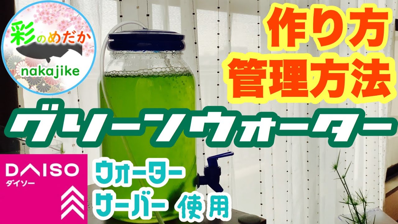 メダカとグリーンウォーター室内飼育での管理方法