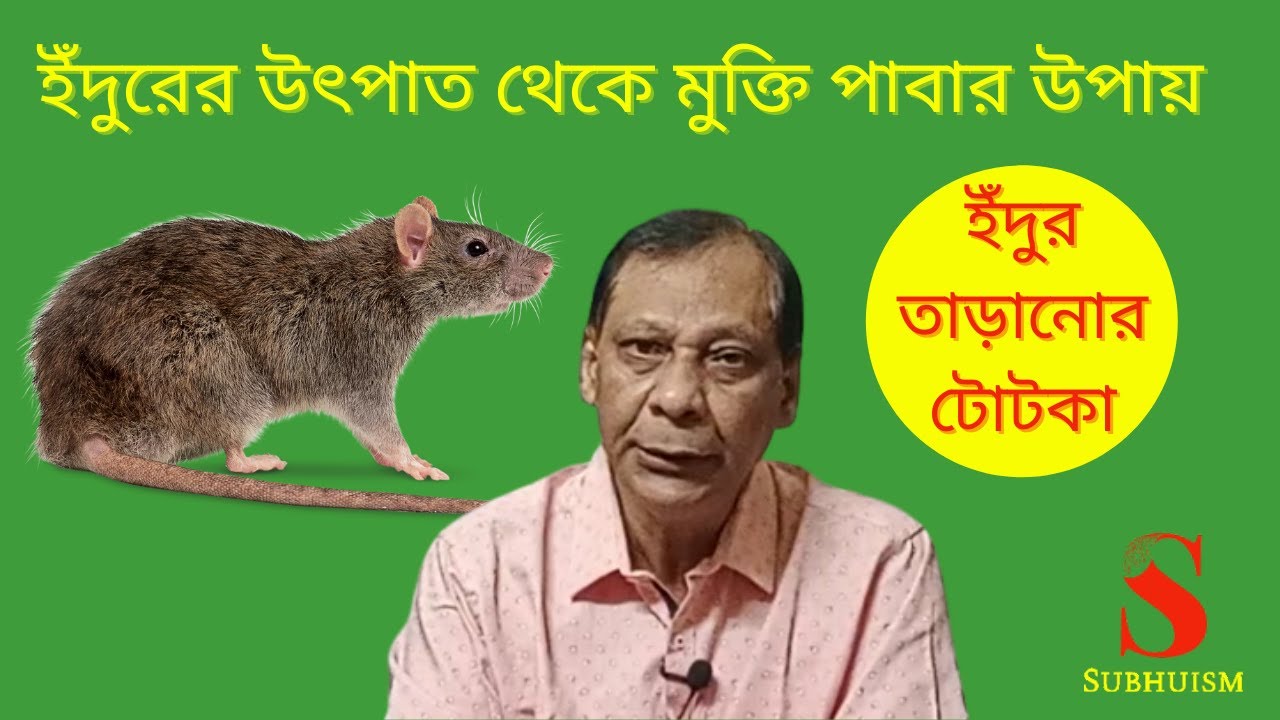 ইঁদুরের উৎপাত থেকে মুক্তি পাবার উপায়, ইঁদুর তাড়ানোর টোটকা।