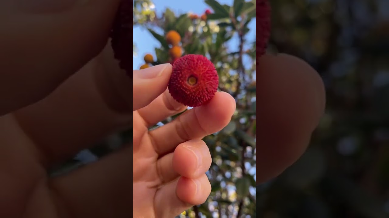 Madro&ntilde;o 😋 #madro&ntilde;o #madro&ntilde;os #fruit #frutas #frutales