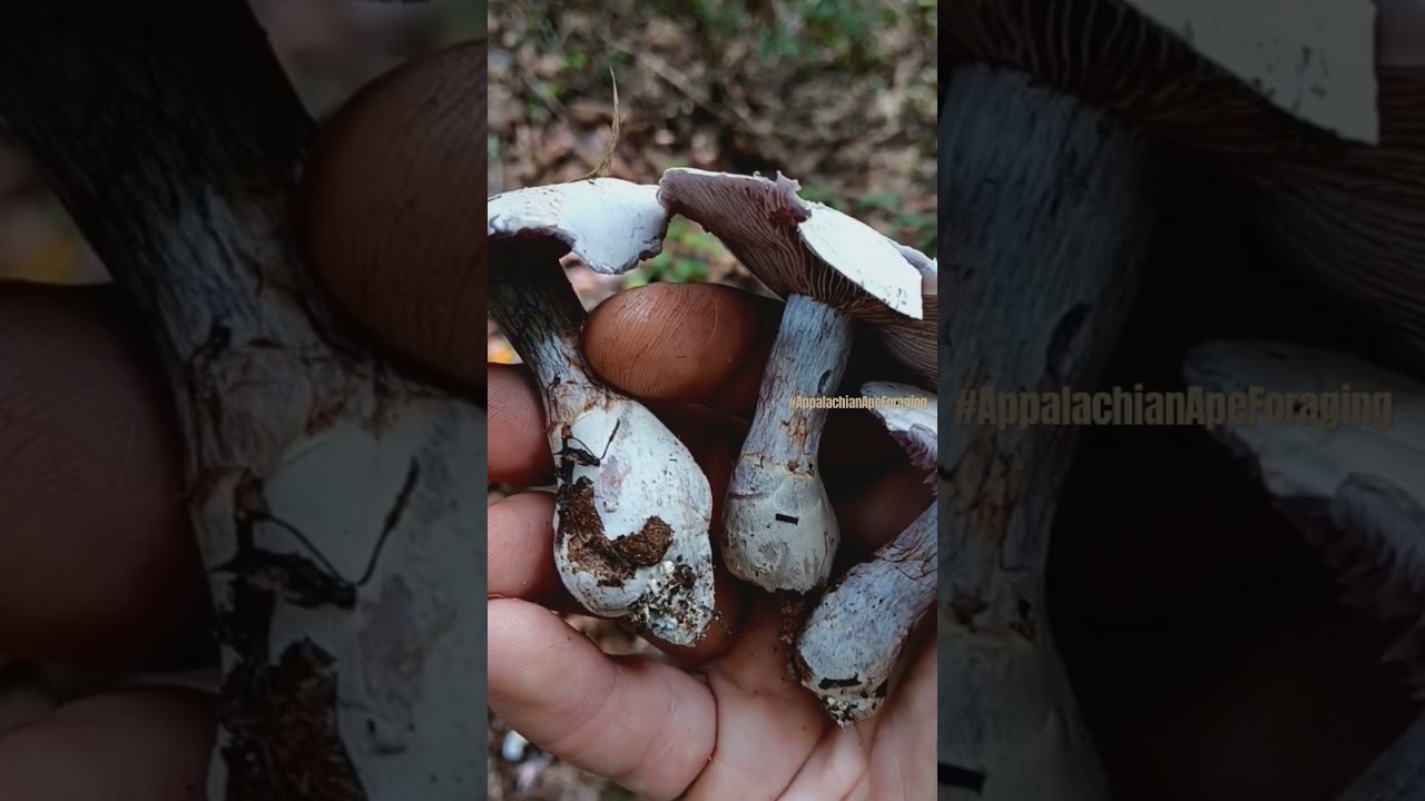 The Pearly Webcap 🕸️ 🍄#mushroom is NOT 🚫 to be eaten. The Cortinarius Genus can kill ☠️🤮 #foraging