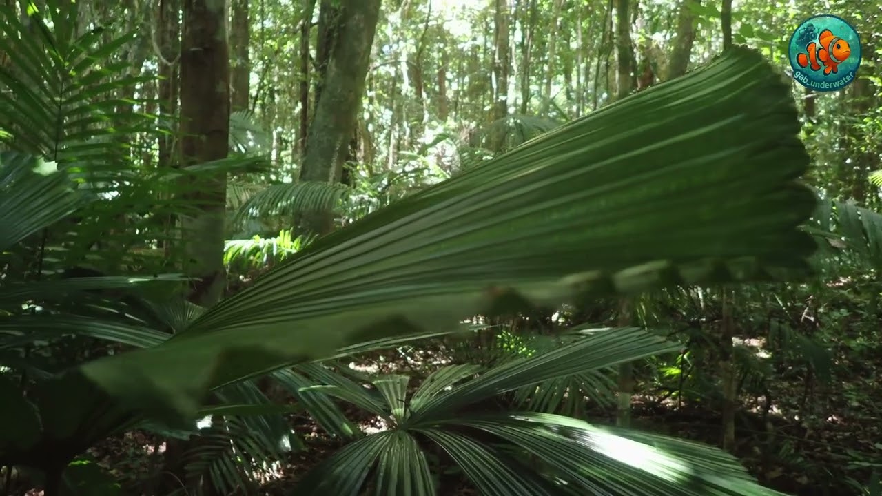 Staghorn Ferns&Co - Daintree Forest