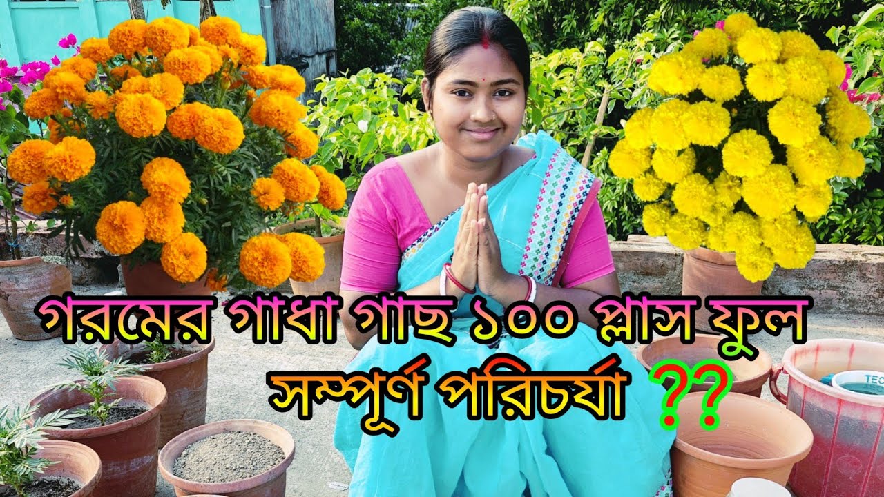 গরমের গাঁদা গাছ একটা গাছে একশ ফুল সম্পূর্ণ পরিচর্যা 😊 How To Grow Marigold Plant Care In Bengali