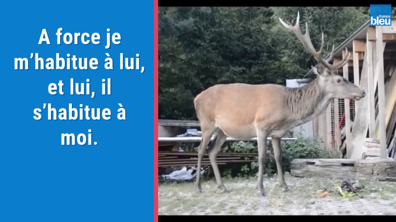 Le Cerf Sauvage Du Gîte De La Ferme Du Schneeberg À Wangenbourg Engenthal
