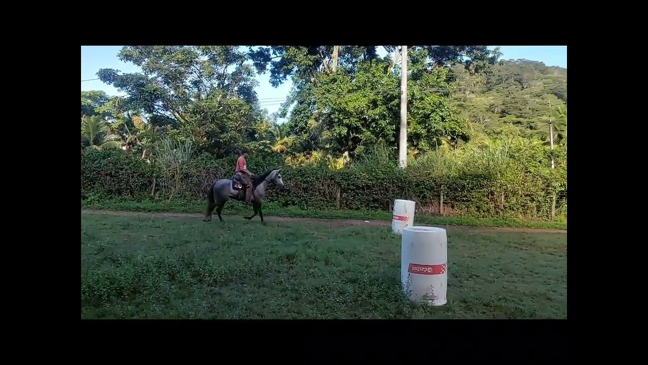 Cavalo mangalarga marchador venda 