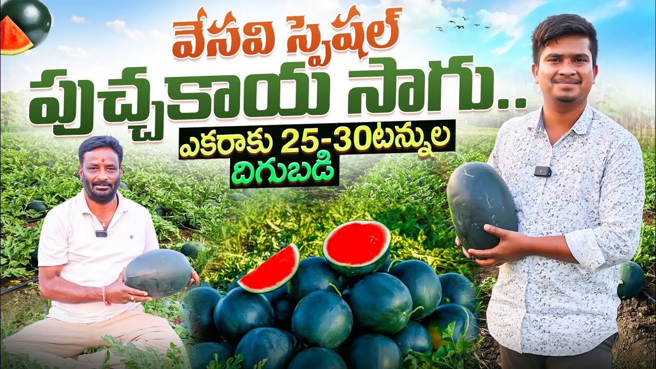 Watermelon Cultivation In Telugu | పుచ్చకాయ సాగుతో ఎకరకు 30టన్నుల దిగుబడి | Shiva Agri Clinic
