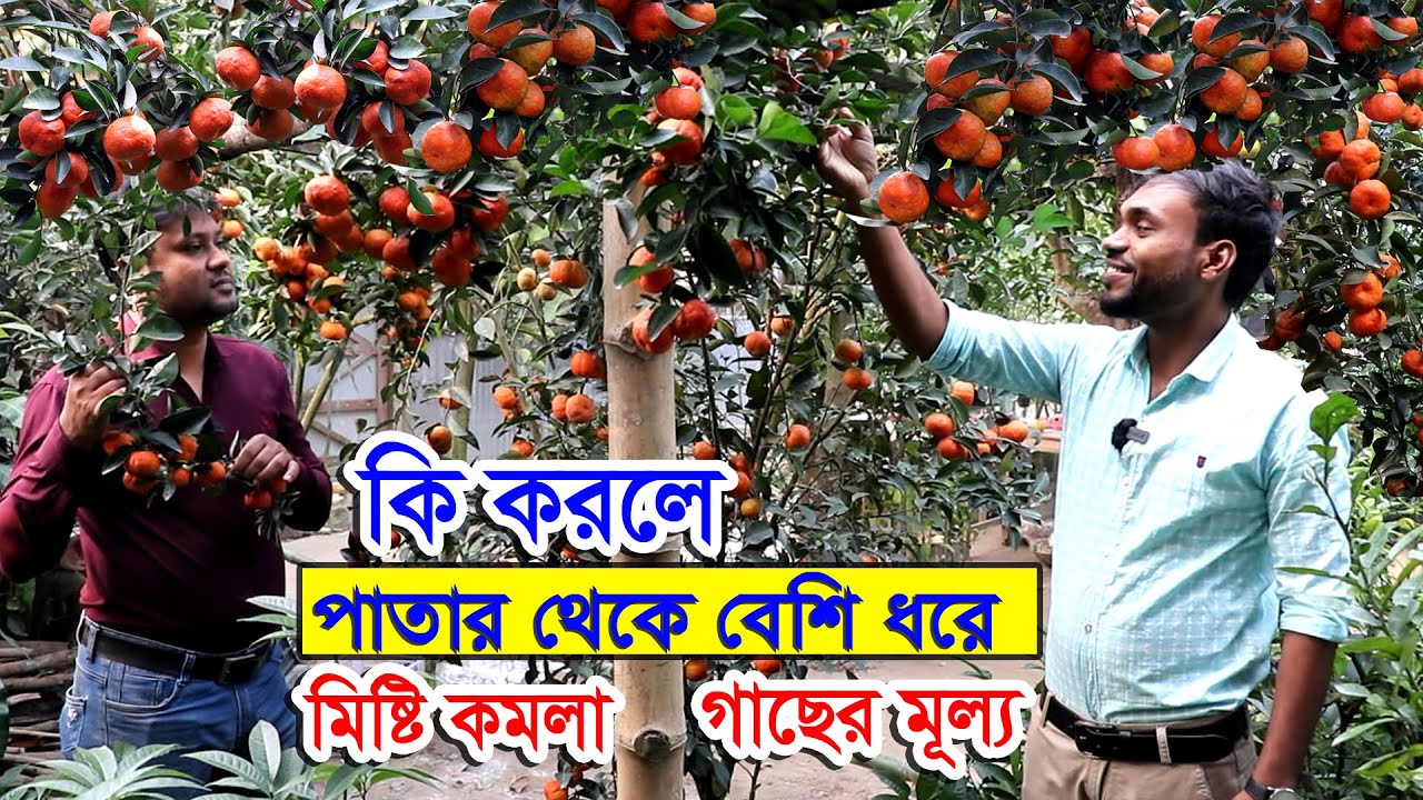 চাইনিজ কমলা | একটা গাছে ৪ মণ কমলা | কি করলে কমলা মিষ্টি হবে প্রচুর ফল ধরবে | বিদেশী ফল গাছের মূল্য