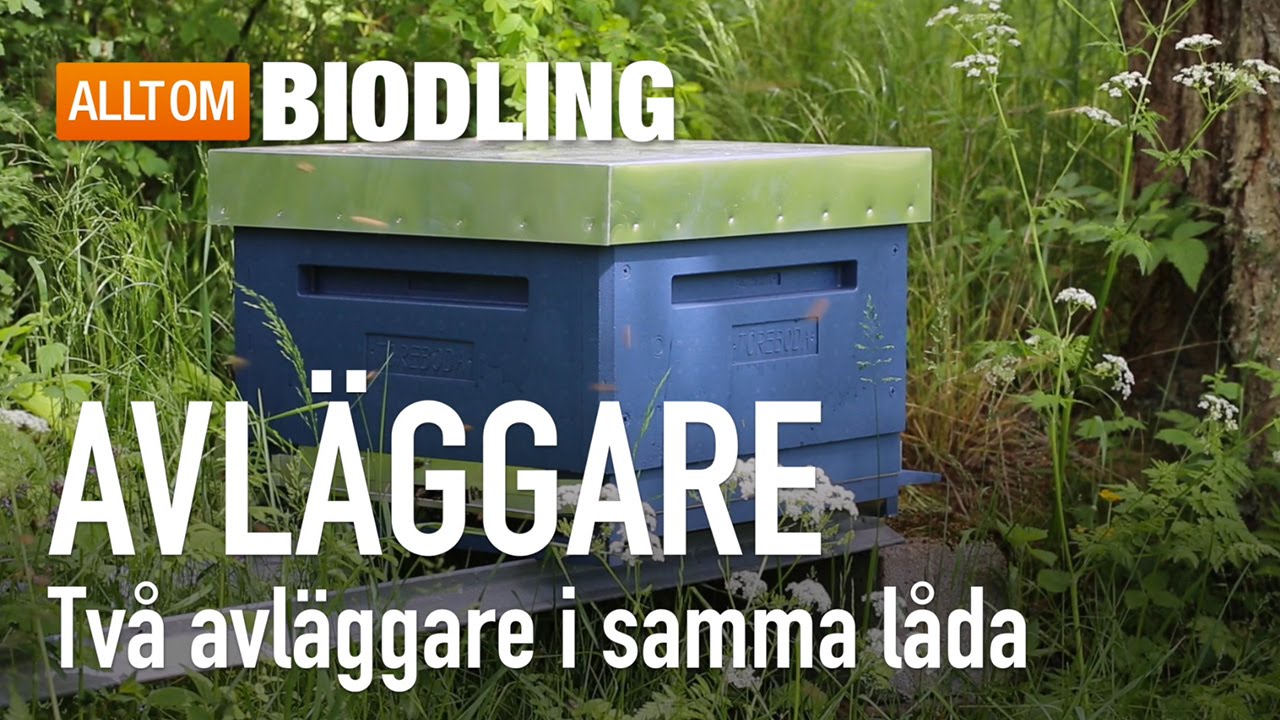 Avläggare - Två avläggare i samma låda
