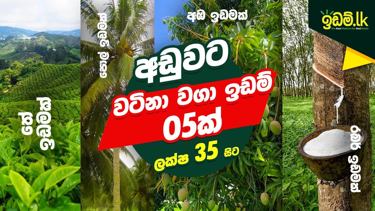 Coconut land | Agriculture land | Land for sale in Sri Lanka | House for sale