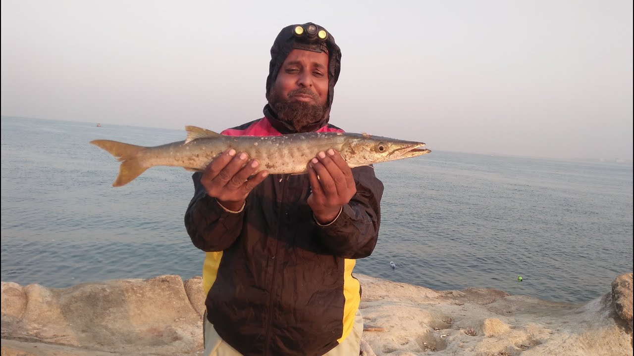 BARRACUDAS FISHING ... AT MANJHAR BEACH PAKISTAN ... 13 NOVEMBER 2021