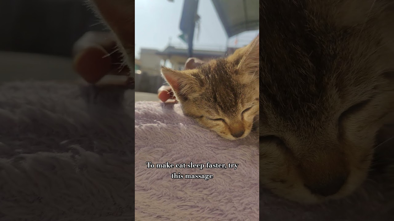 #catsfunnyshorts