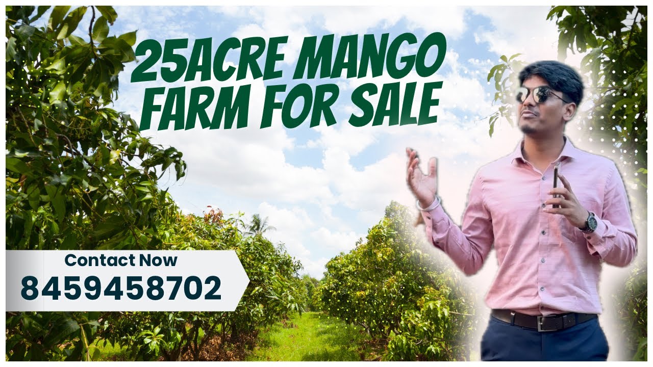 25+ Acres Mango Farm with 200+ Mango Trees for Sale | Perfect Investment Opportunity!