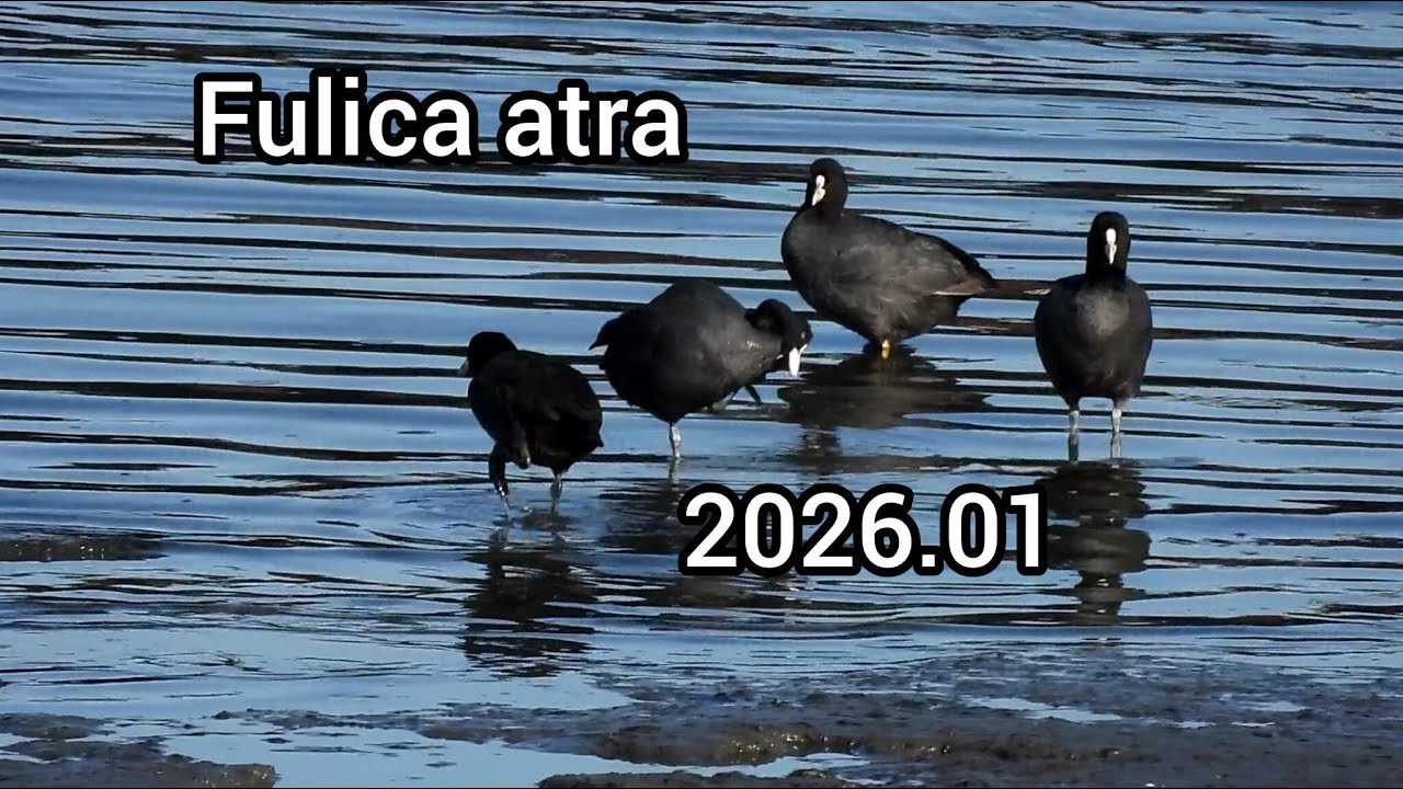 オオバン他 (Fulica atra) / Eurasian coot / 公園の水鳥 江戸川放水路 / 2026年1月