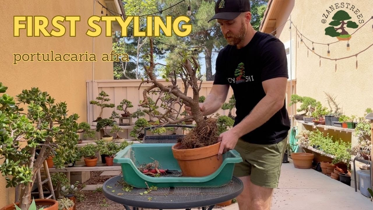 Portulacaria Afra (dwarf jade) Pre-Bonsai First Styling
