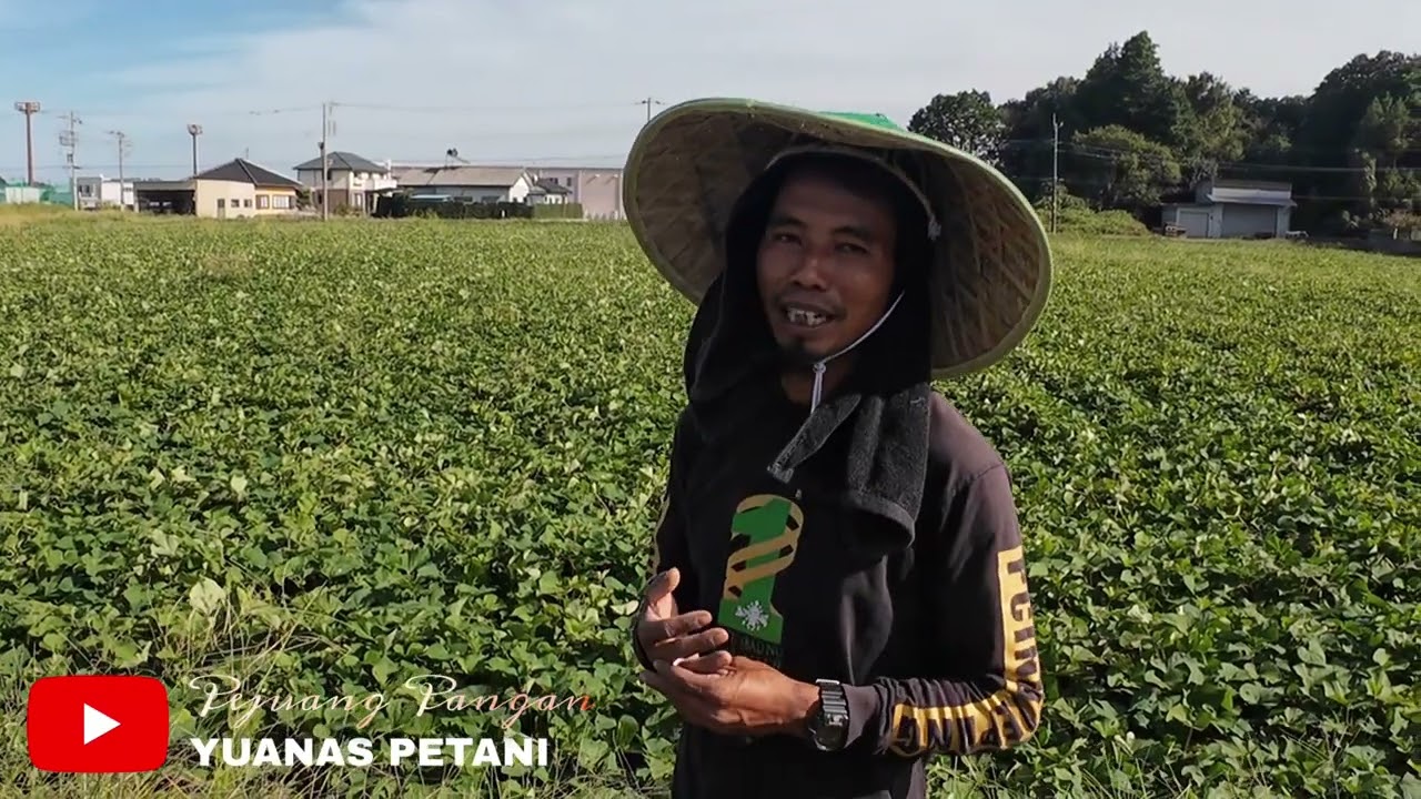 ALHAMDULILLAH PERSIAPAN PANEN UBI🍠