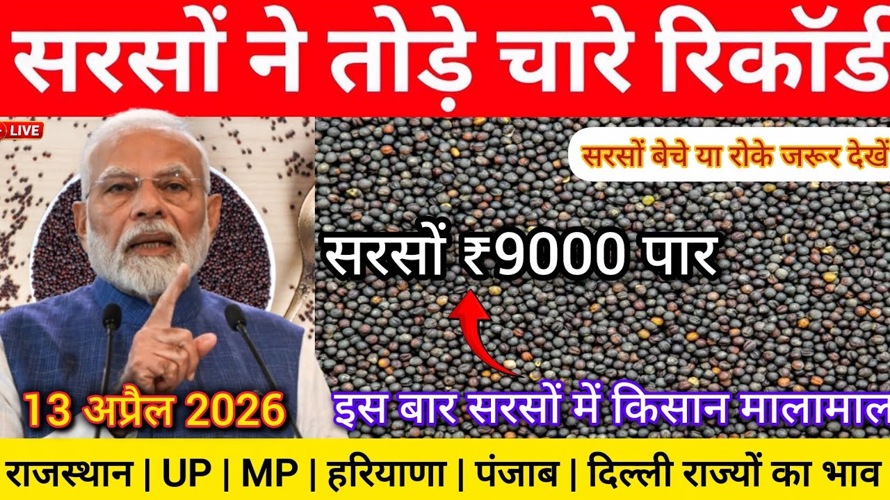 🌿 Mustard Market Price Today 13th April 2026 | Crossed ₹9000 😱 Latest Prices of Rajasthan, UP, MP...