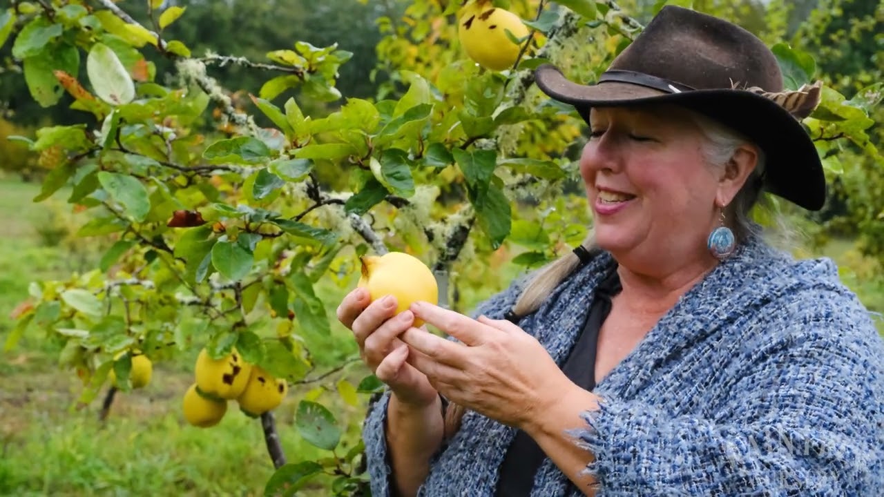 Raintree Nursery Fruit Feature: Smyrna Quince!