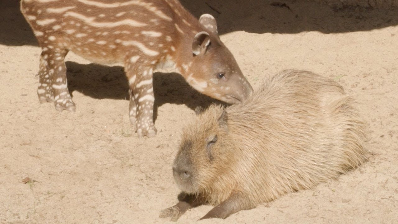 Unlikely Friends: Baby Tapir Meets Capybara