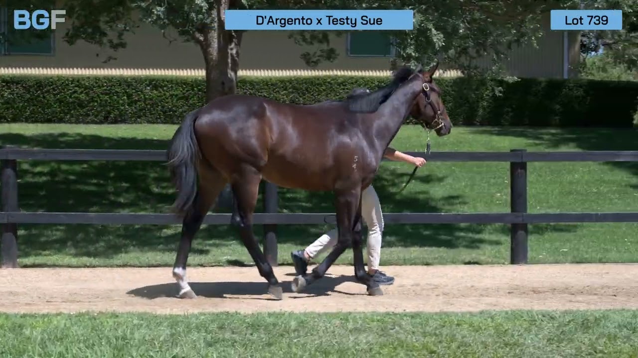 Lot 739 - D’Argento x Testy Sue colt - 2026 Inglis Premier Yearling Sale 
