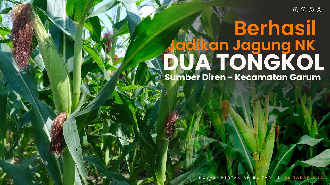 CARA JADIKAN JAGUNG NK MENJADI DUA TONGKOL | PETANI BLITAR BERHASIL