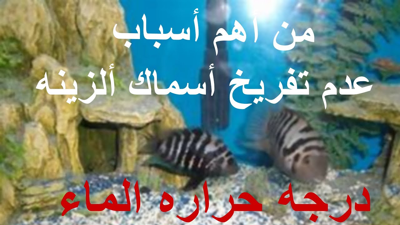اهم أسباب عدم تفريخ أسماك ألزينه