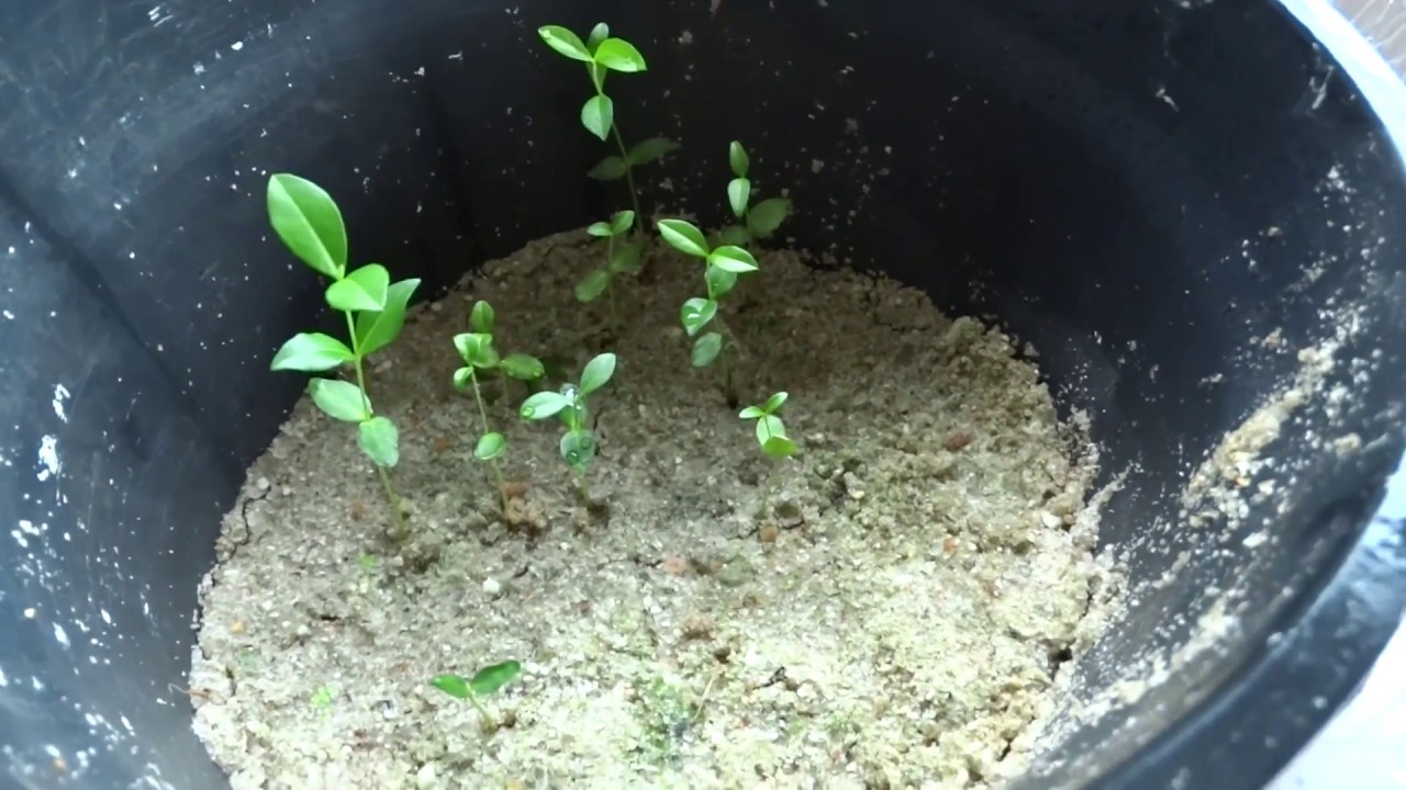 Cultivo caseiro de Acerola – A série: Transplante das mudas germinadas