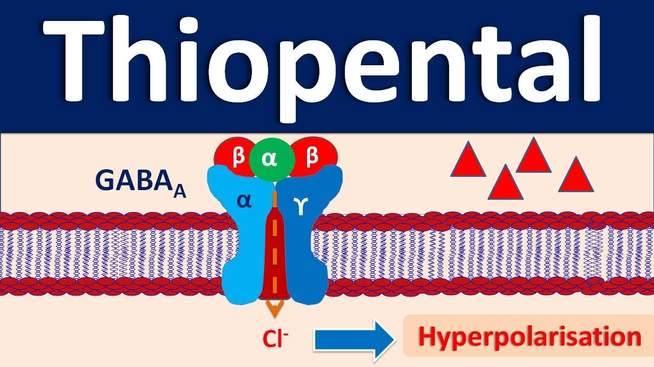 Thiopental - An IV anesthetic