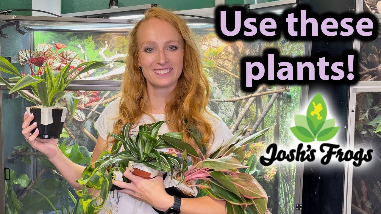 Chameleon Safe Plants! | Josh's Frogs Plant Unboxing