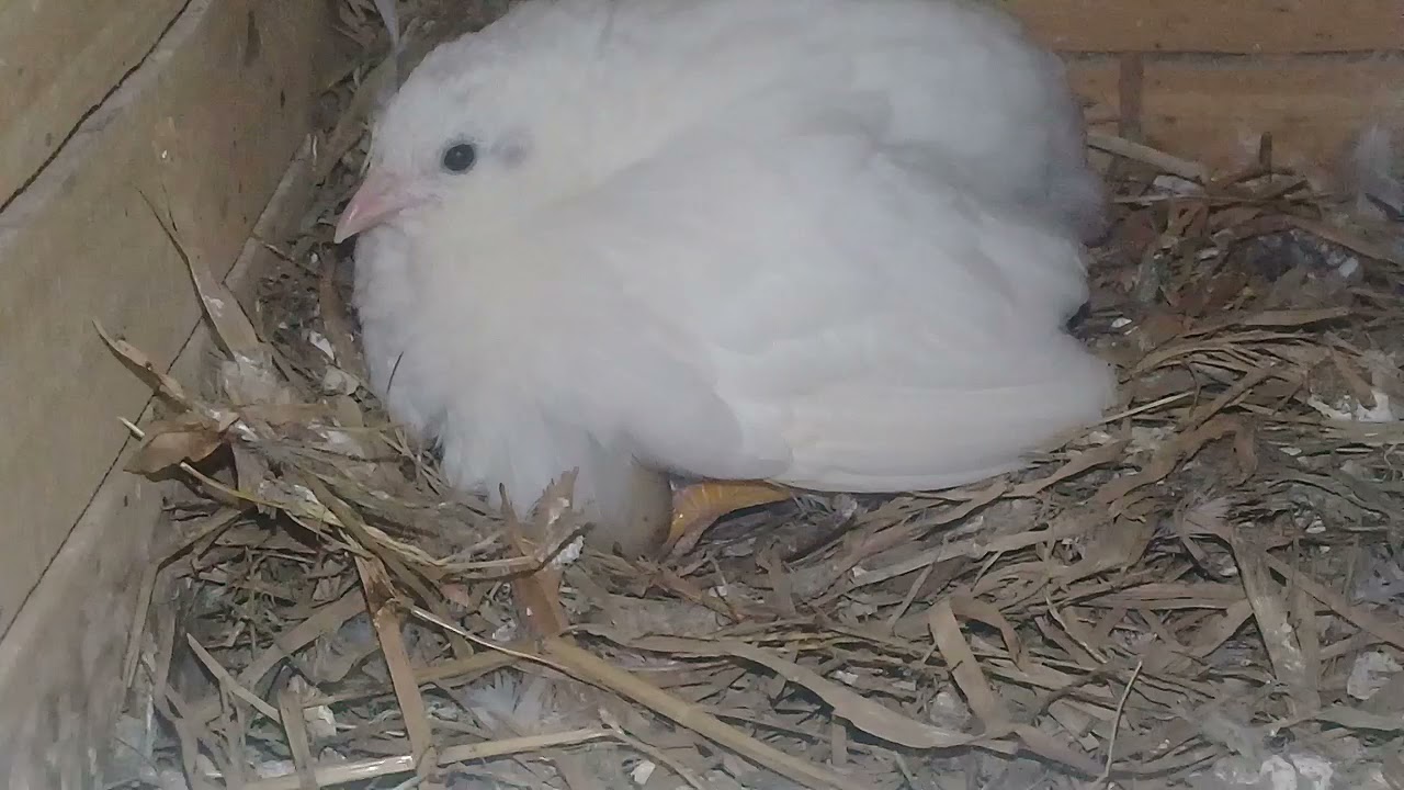 Codorna chinesa branca chocando.