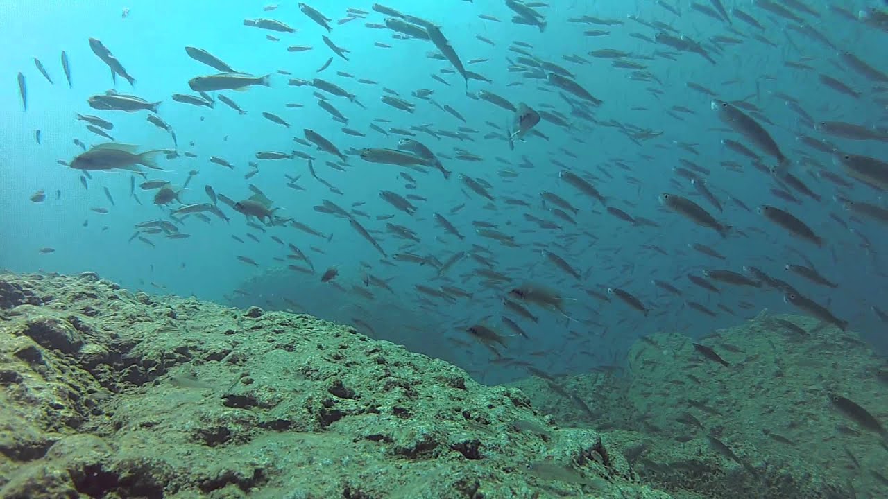 (Para)Cyprichromis spp. from Kigoma area
