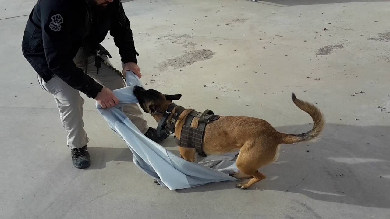 Sioen Ballistics - Torskin with K9 dog 2016