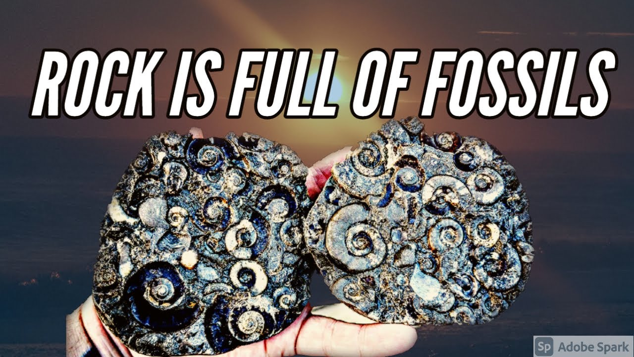 Fossil Hunting - Tunstall multi blocks !