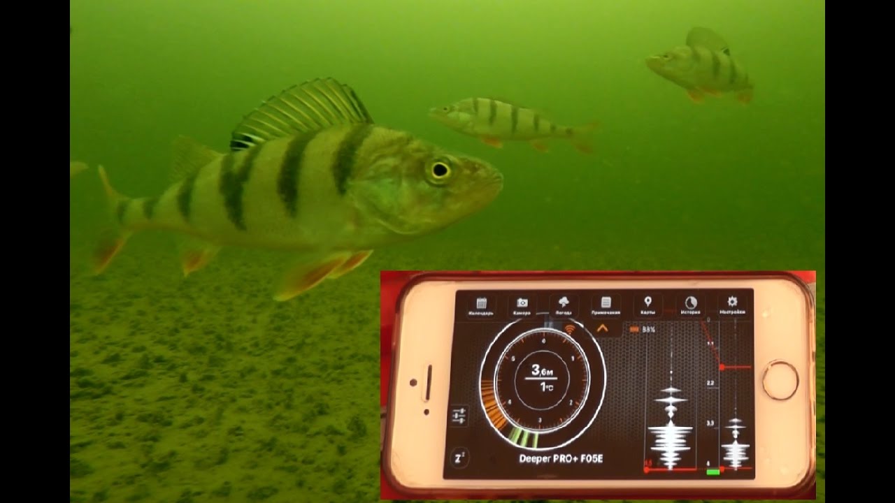 Обзор и реальный тест эхолота диппер Deeper Sonar Pro Plus на рыбалке  Подводные съемки