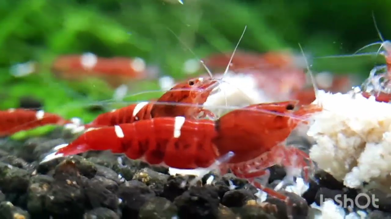 krewetki w 3 City Shrimp