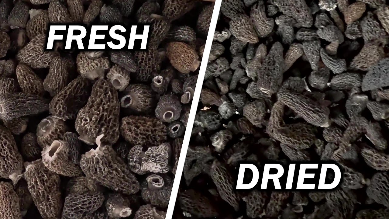 Drying Mushrooms and Heading Home After Almost Two Months in the Bush!
