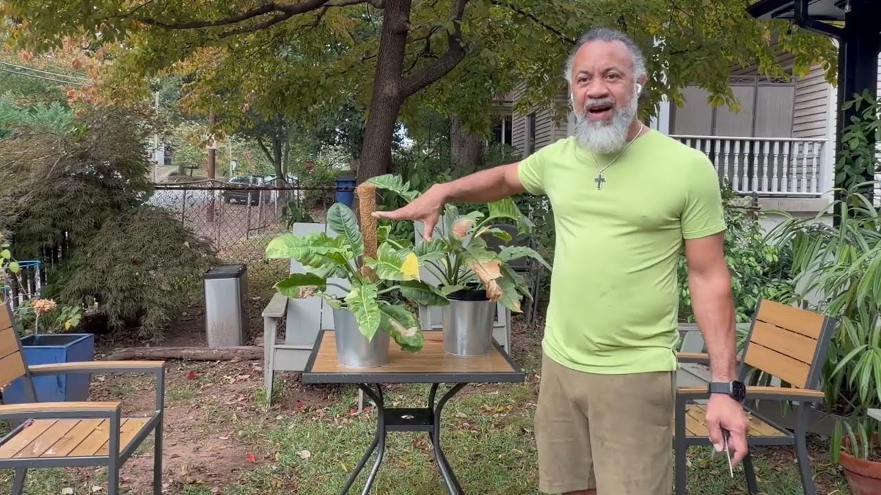 Why My Ring of Fire Philodendrons Nearly Failed (and How They Finally Thrived) #plants #plantdaddy