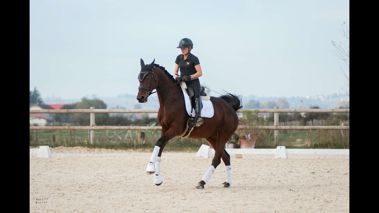 À vendre - Jument - KWPN - 10 ans - Dressage 