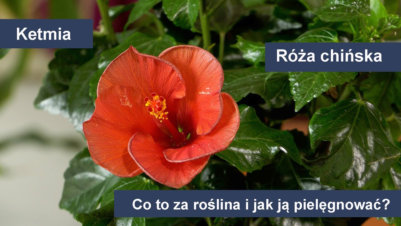 Róża chińska - uprawa i pielęgnacja. Jak dbać i uprawiać róże chińską?