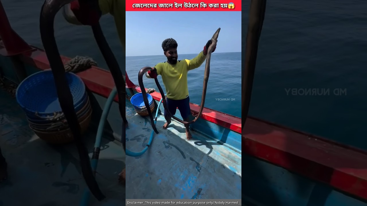 What happens when an eel is caught in fishermen&rsquo;s nets?